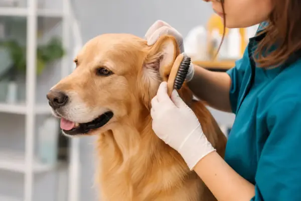 Escovação de orelhas de cães: 9 cuidados essenciais em 2026