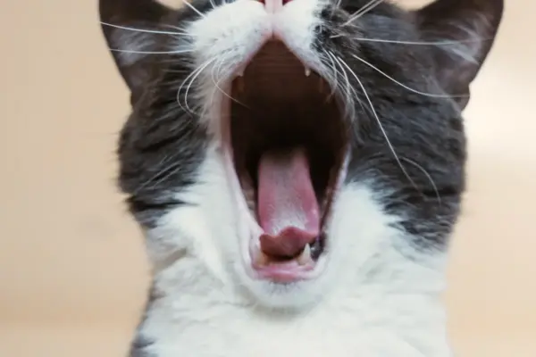Higiene dental para gatos