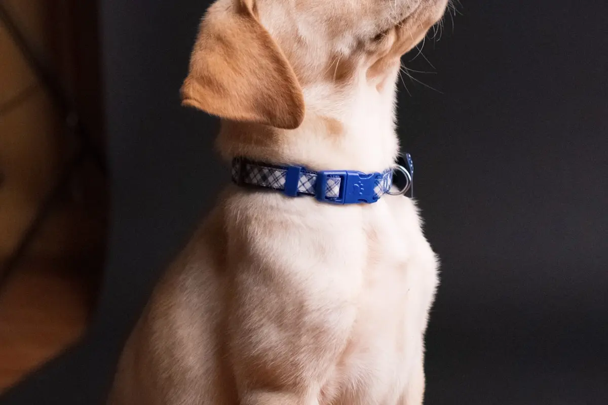 Labrador Retriever 