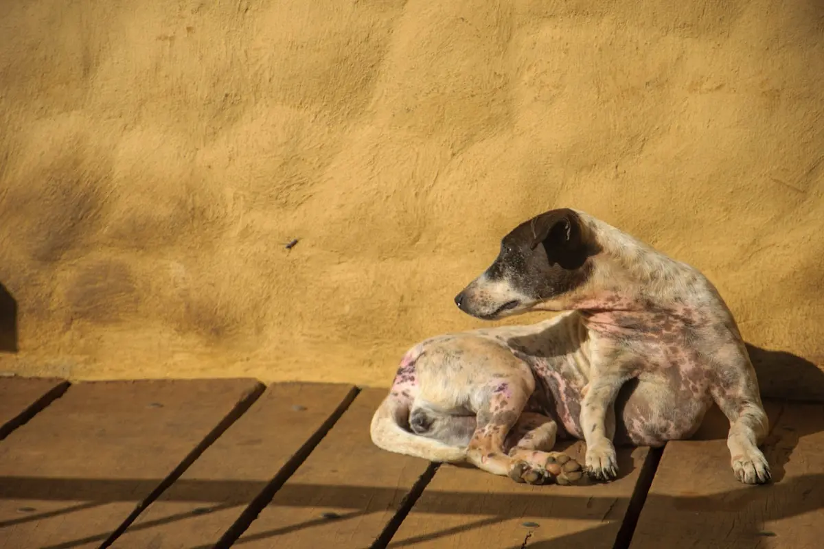 O que muda na pele do cachorro 