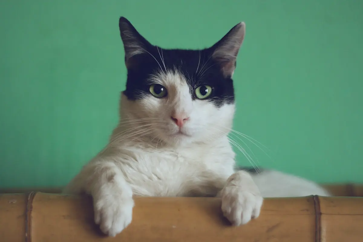 Produtos seguros para gatos | Pet Vida Animal Produtos seguros para gatos