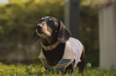 Proteção solar para cães em 2026: como evitar queimaduras e riscos