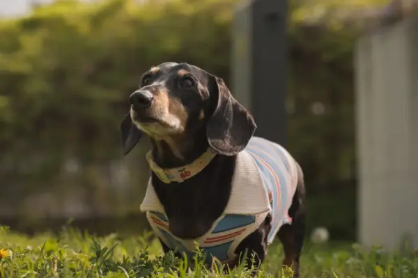 Proteção solar para cães