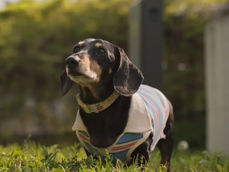 Proteção solar para cães em 2026: como evitar queimaduras e riscos