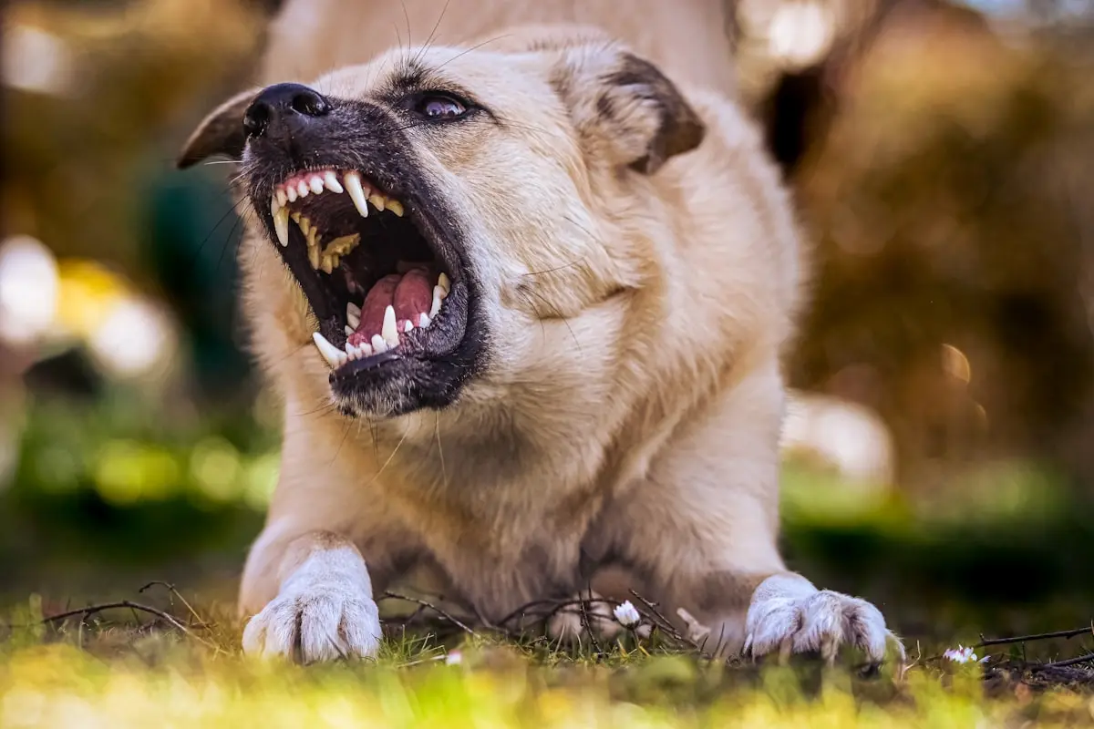 Quais cães têm mais risco 