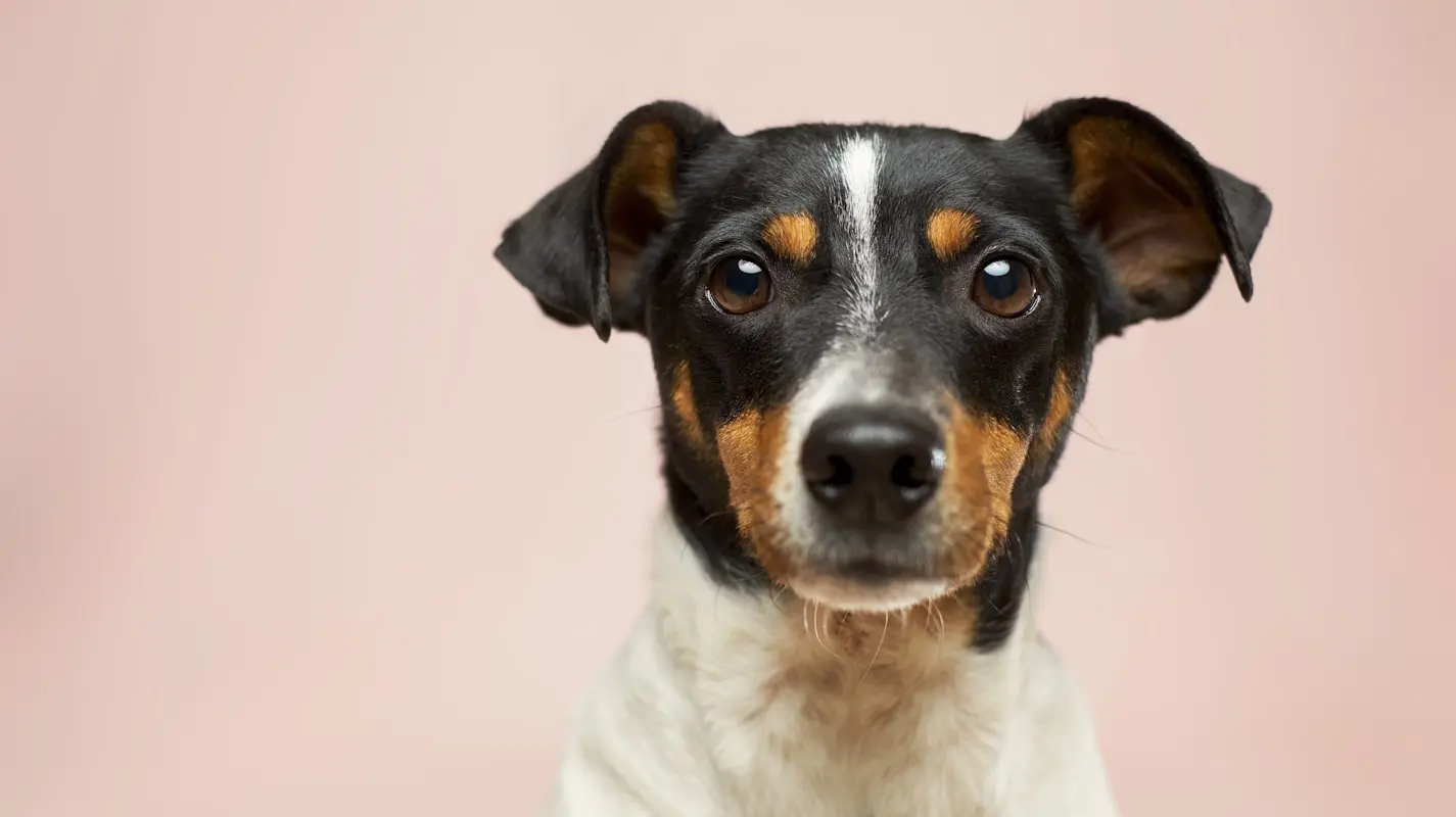 Qual é o nome científico do cão 