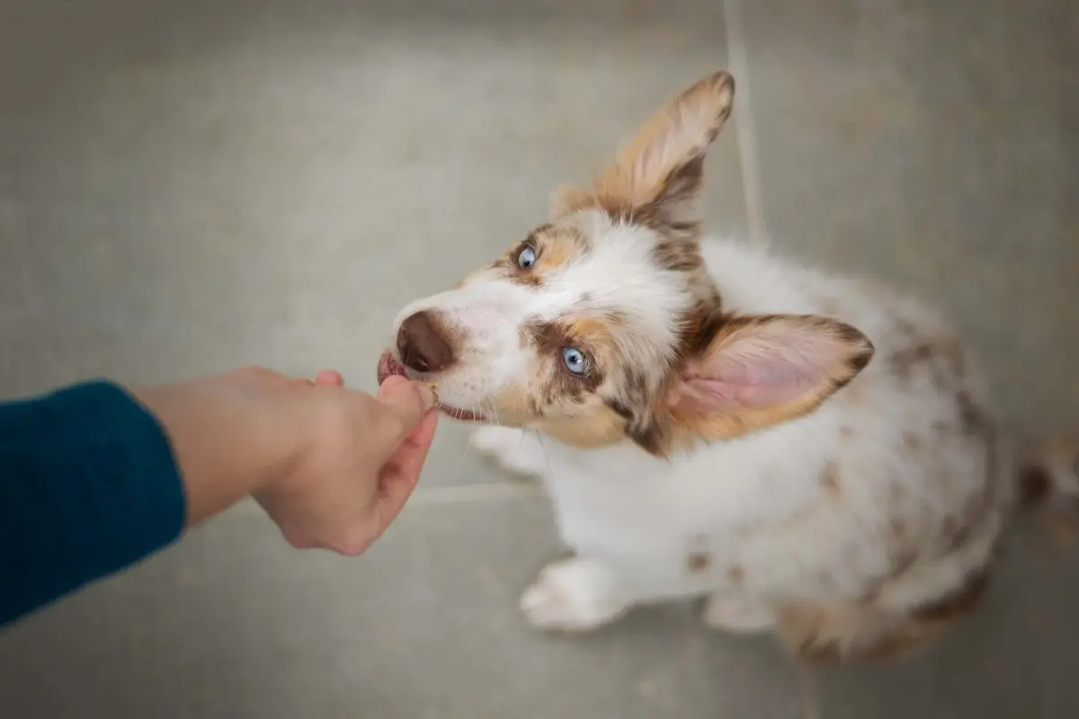 Quando probióticos para cães fazem sentido 