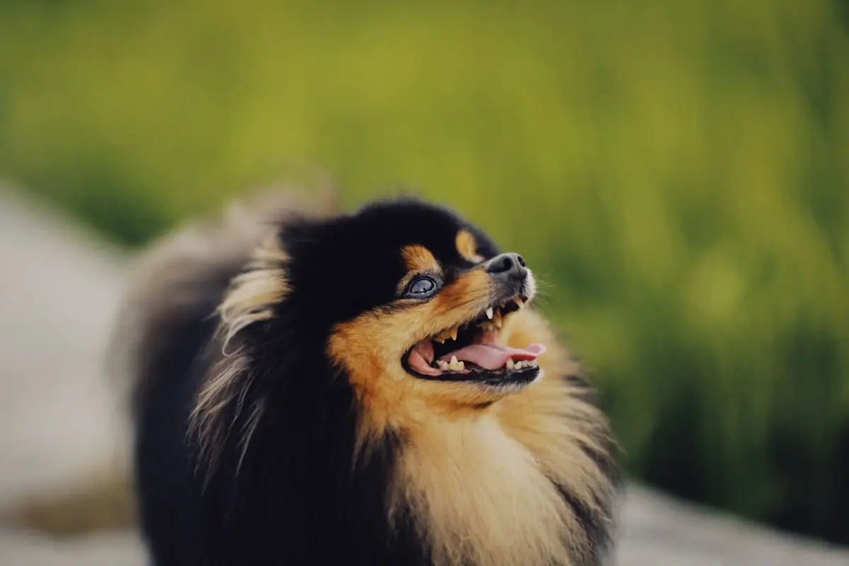 Spitz alemão para quem busca charme | Pet Vida Animal Spitz alemão para quem busca charme
