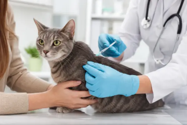 Vacinas para gatos adultos 2026: o que aplicar e quando atualizar