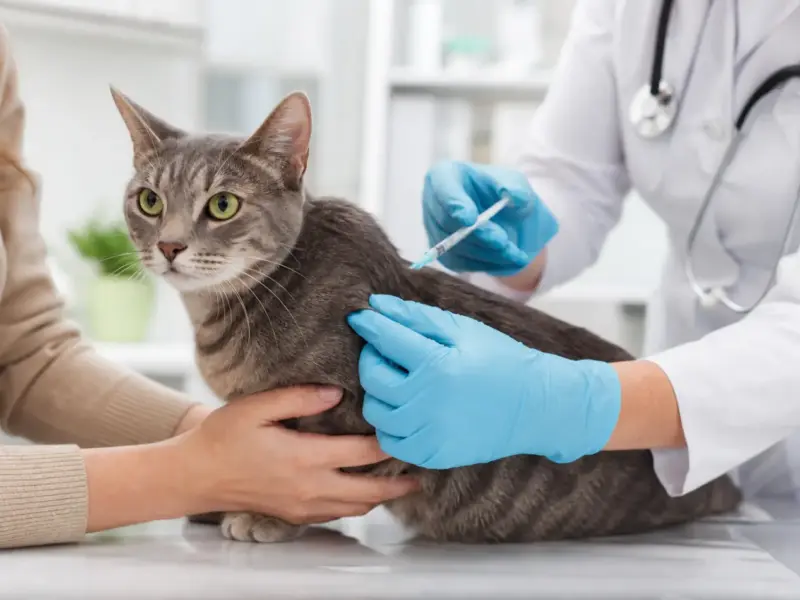 Vacinas para gatos adultos 2026: o que aplicar e quando atualizar