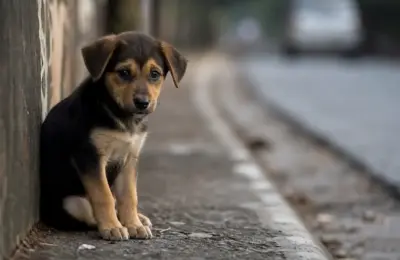 abandono de cachorro: 5 sinais de alerta e como agir em caso de abandono
