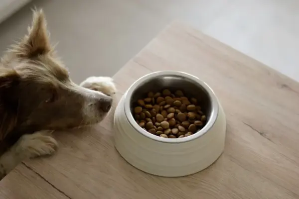 Alimentação funcional para cães