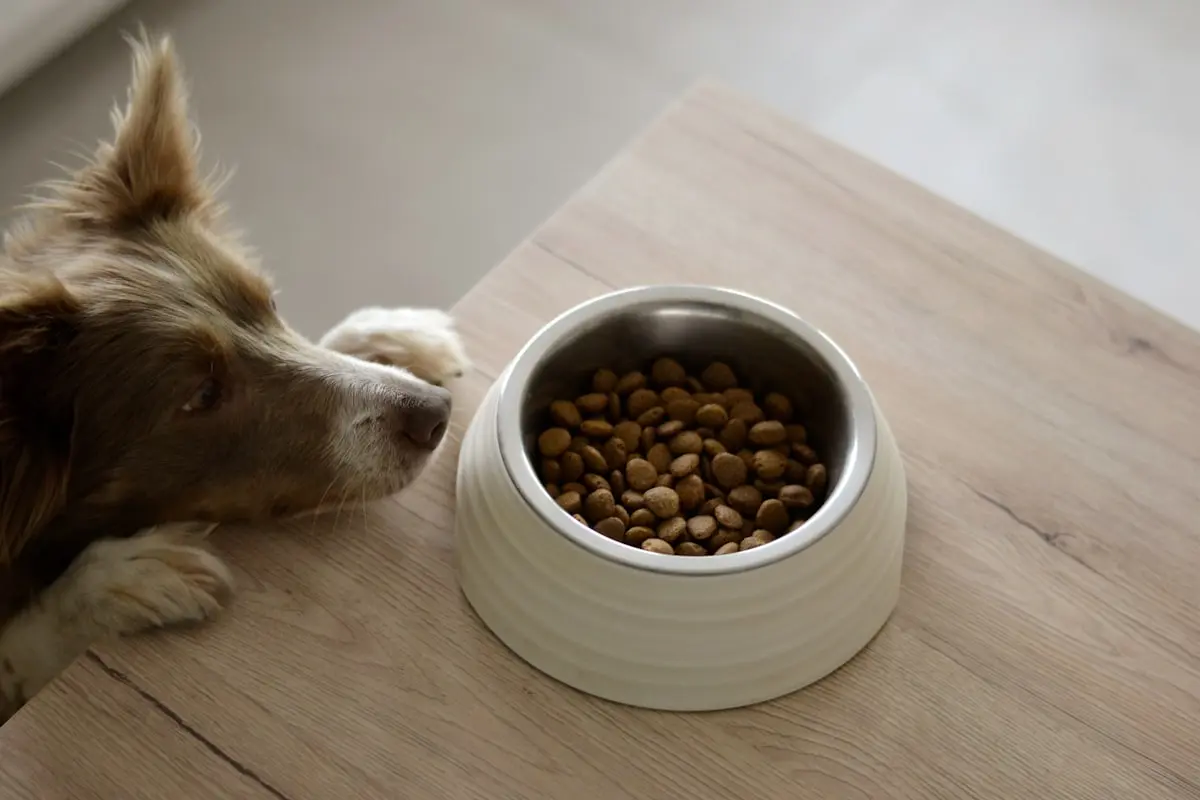Alimentação para cães idosos: 9 escolhas que fazem diferença