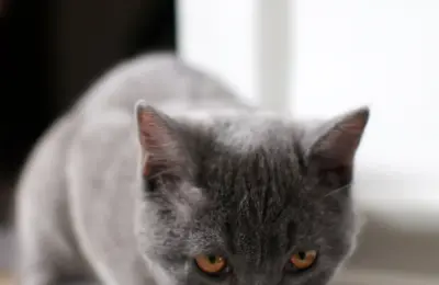 Alimentos proibidos para gatos em 2026: 9 riscos que você precisa evitar