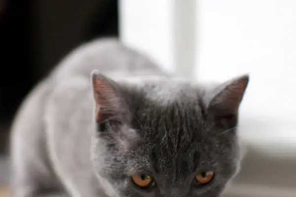 Alimentos proibidos para gatos