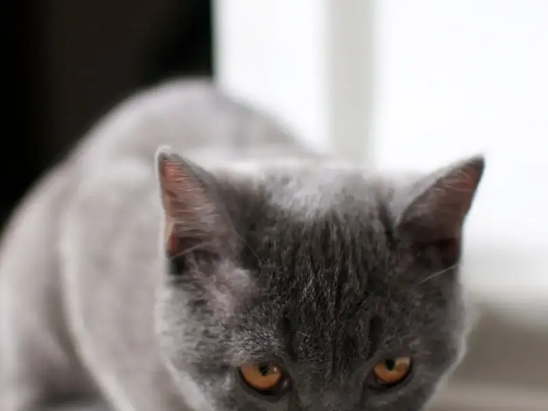 Alimentos proibidos para gatos em 2026: 9 riscos que você precisa evitar
