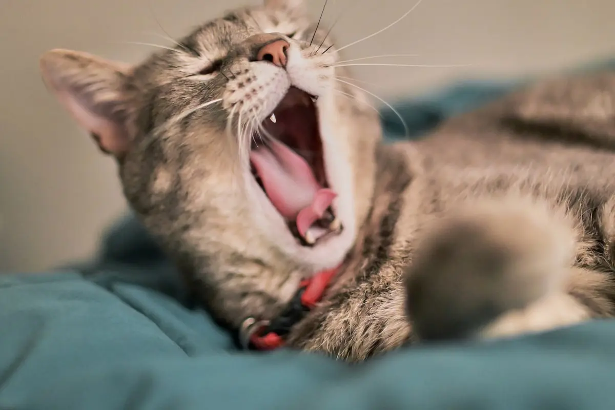 Banho a seco em gato