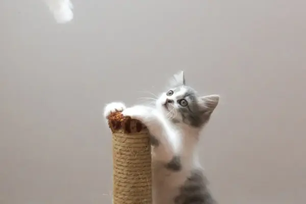 Brinquedos interativos para gatos