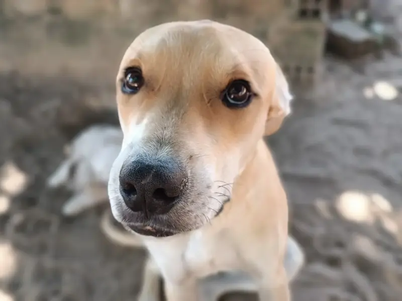 cachorra vira lata caramelo vai conquistar seu coração em 2026