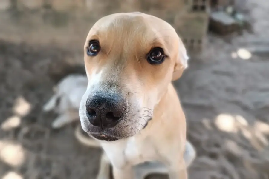 Cachorra vira lata caramelo