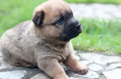 cachorros bebês mais fofos e adoráveis que estão encantando em 2026