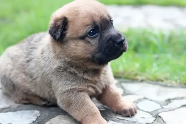 Cachorros bebês