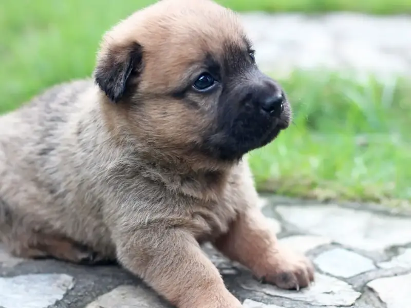 cachorros bebês mais fofos e adoráveis que estão encantando em 2026