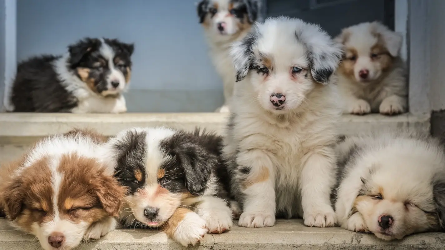 cachorros bebês que viraram tendência 