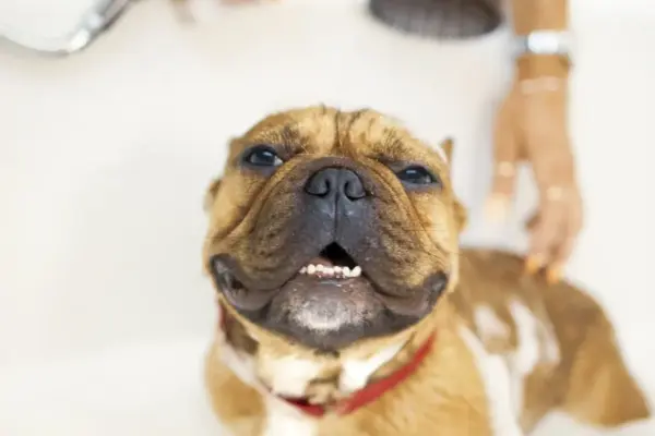 Cachorros podem tomar banho toda semana