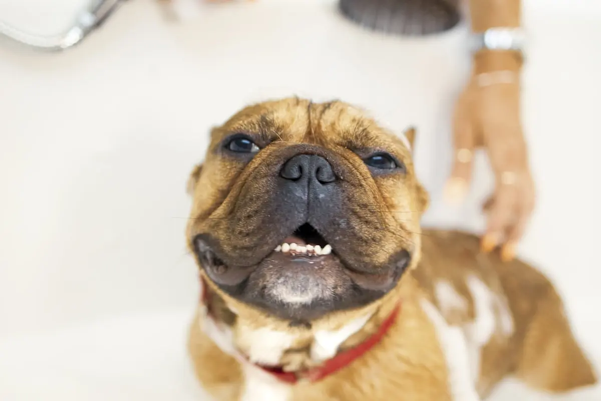 Cachorros podem tomar banho toda semana