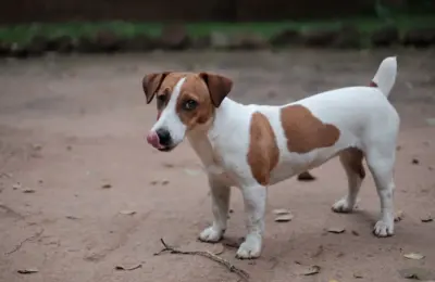 cão de raça pequeno: 9 opções encantadoras para 2026
