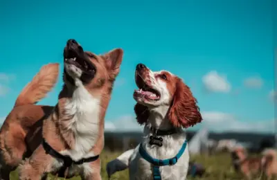 Cogumelos para cães