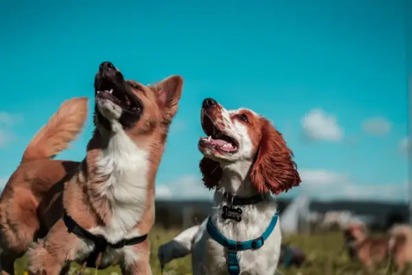 Cogumelos para cães