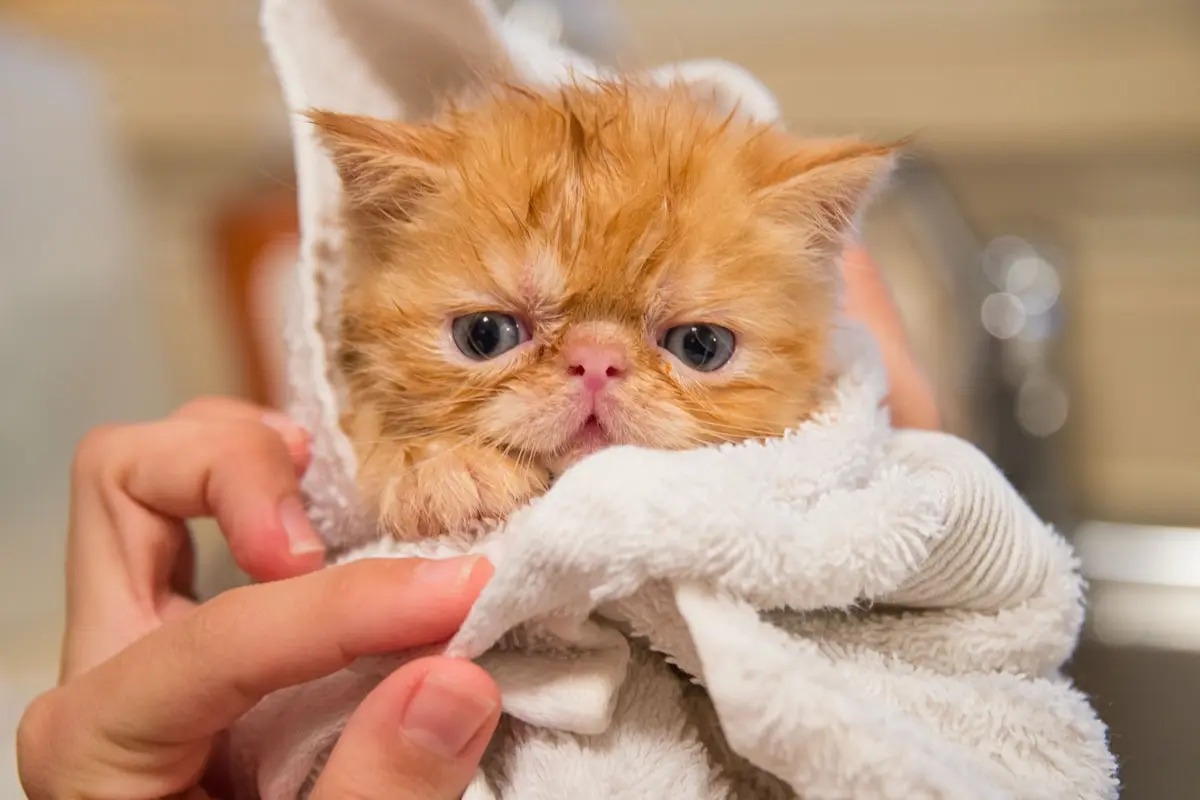 Como dar banho em gato filhote