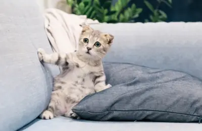 Como eliminar cheiro de urina de gato do sofá