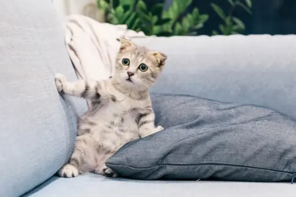 Como eliminar cheiro de urina de gato do sofá