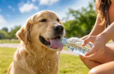 Como hidratar cachorro no calor e mantê-lo saudável em 2026