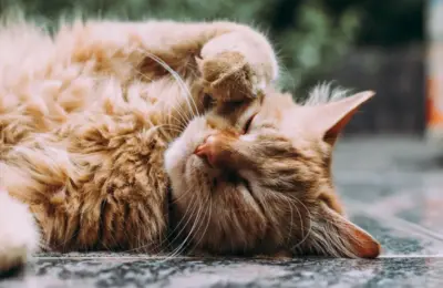 Como limpar gatos em 2026: 9 passos práticos e seguros