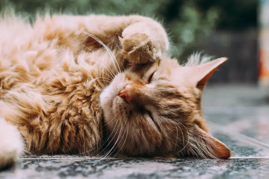 Como limpar gatos