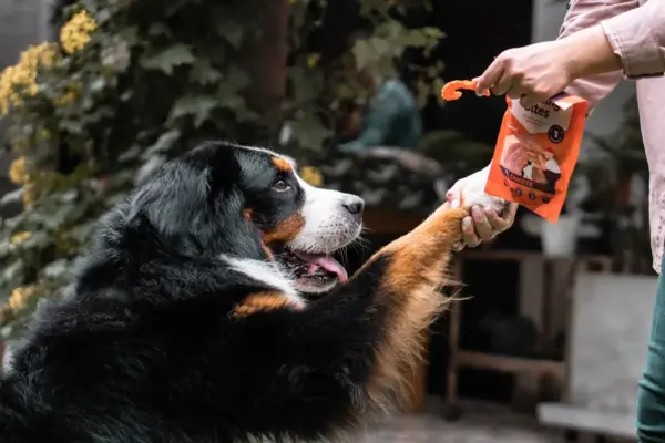 Creatina para cães