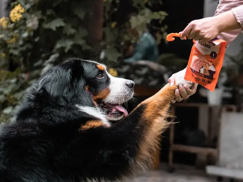 creatina para cães vale a pena? O que saber antes de usar em 2026