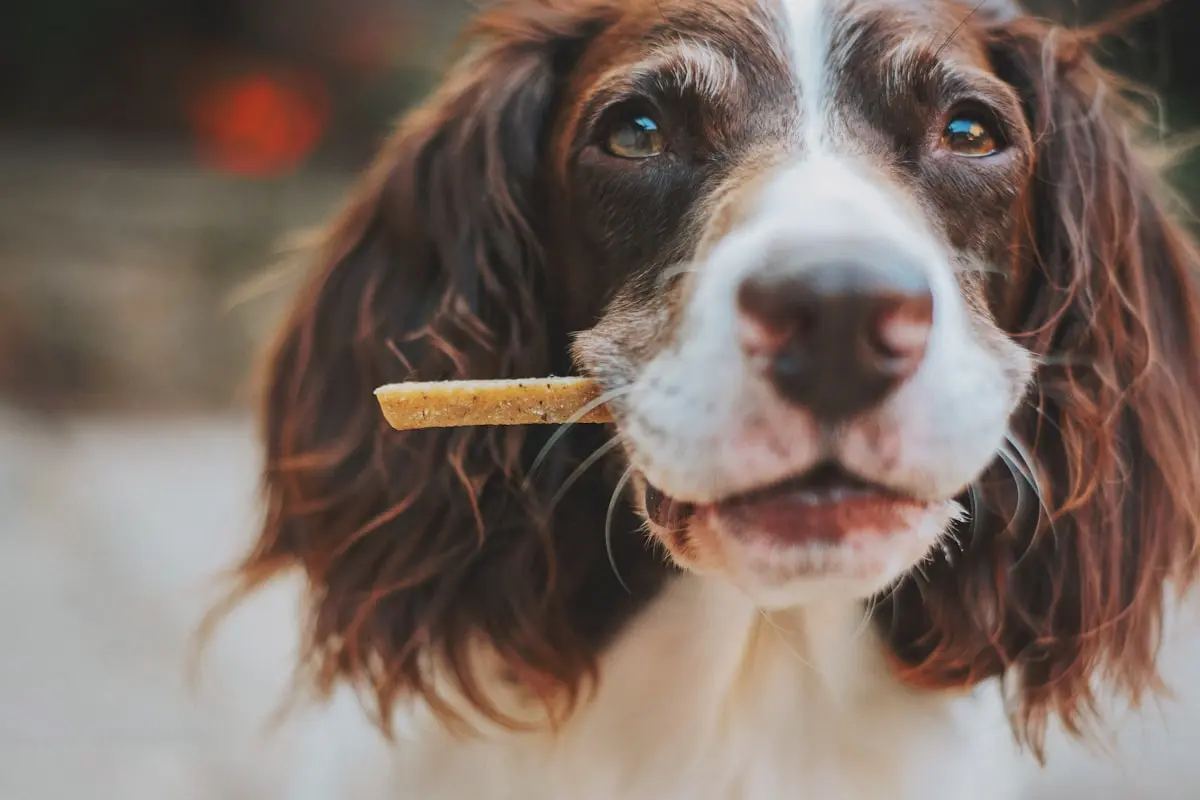 creatina para cães é indicada em quais casos 