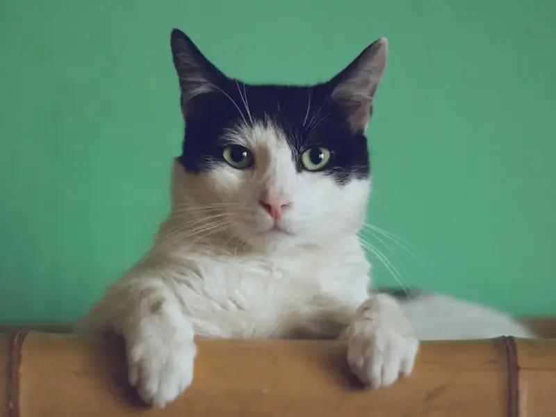 enriquecimento ambiental para gatos com 9 ideias fáceis (2026)