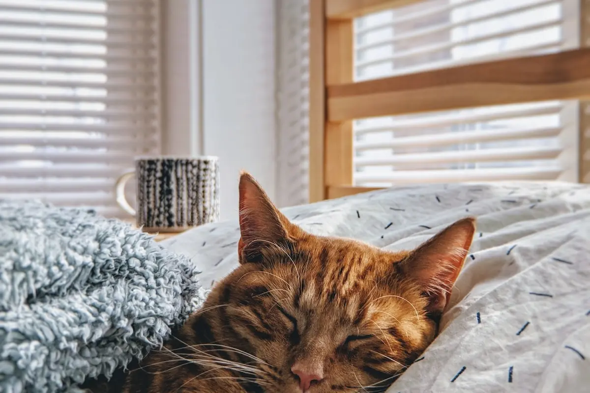 enriquecimento ambiental para gatos em casa 