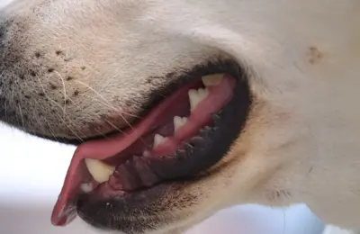 Escovação dental para cães em 2026: 9 passos para evitar problemas