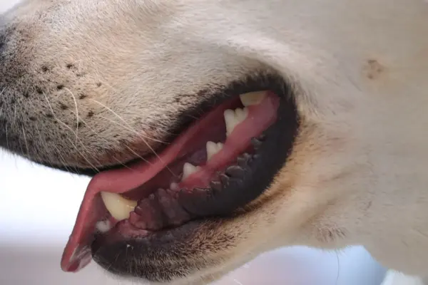 Escovação dental para cães