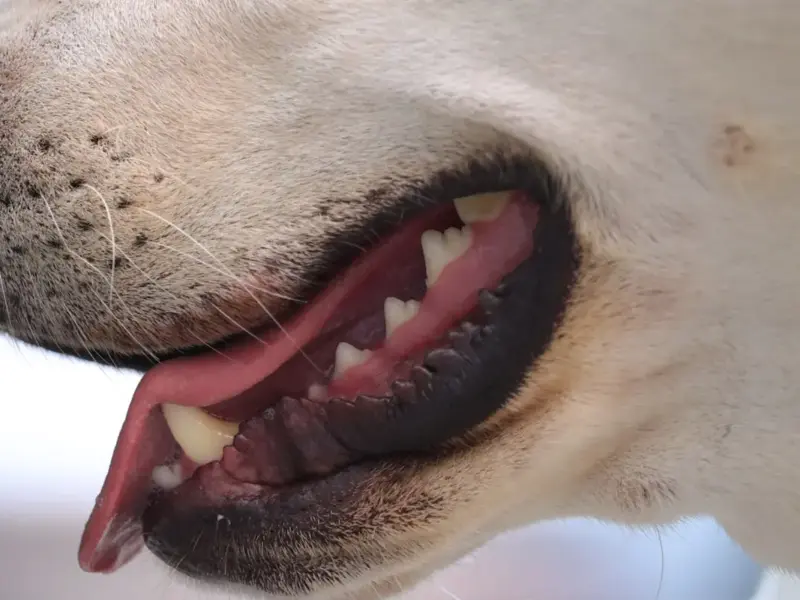Escovação dental para cães em 2026: 9 passos para evitar problemas