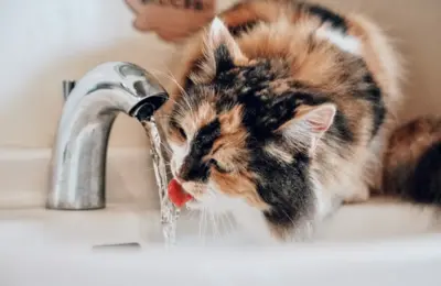 Gato pode tomar banho com quantos meses