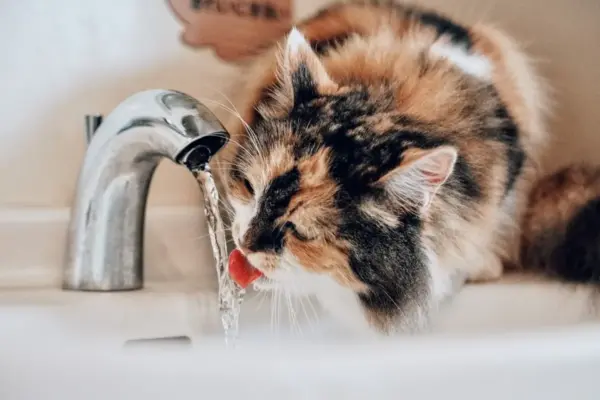Gato pode tomar banho com quantos meses
