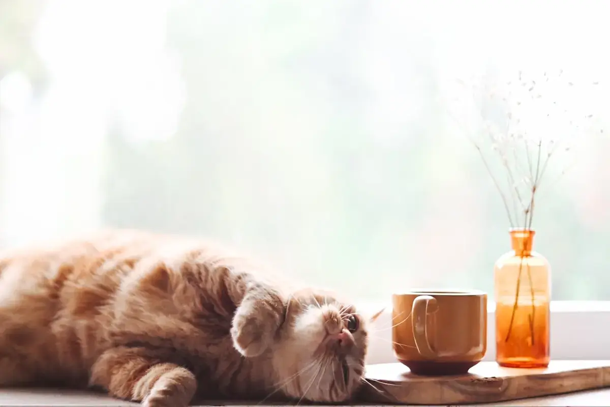 Hidratação para gatos